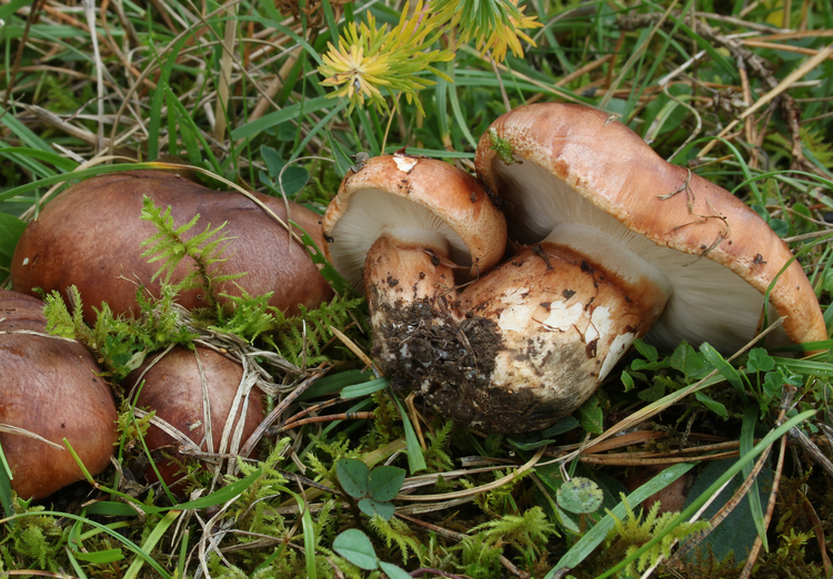 Tricholoma fracticum Tricholoma_fracticum