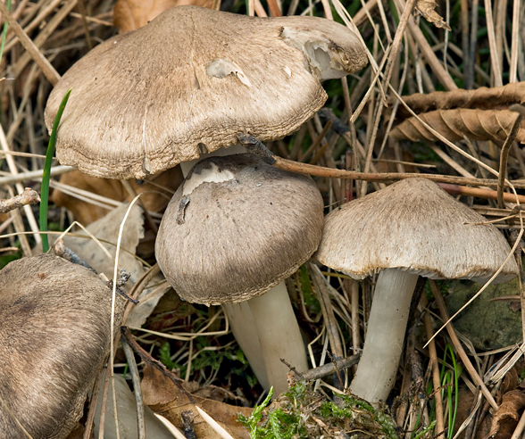 Tricholoma myomyces Tricholoma_myomyces