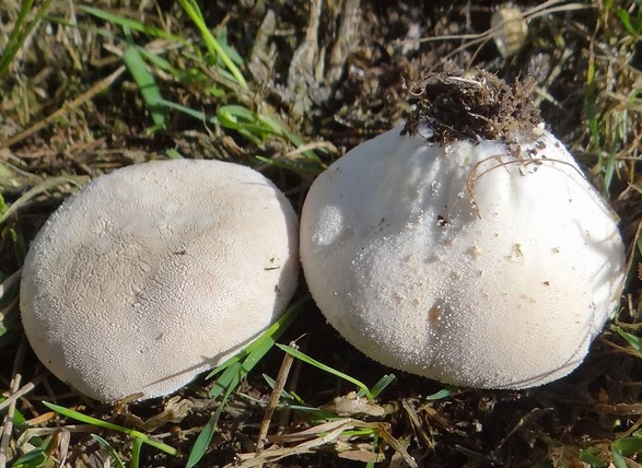 Lycoperdon pratense Vascellum_pratense