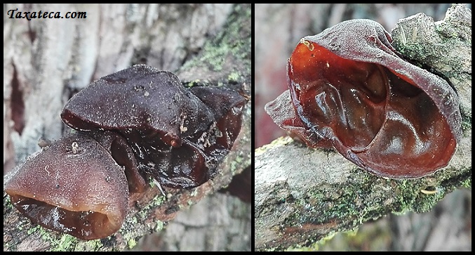 Auricularia auricula-judae  Auricularia_auricula-judae3