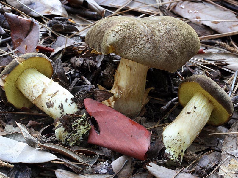 Boletus subtomentosus Boletus_subtomentosus