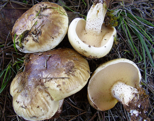 Suillus bellinii Suillus_bellinii