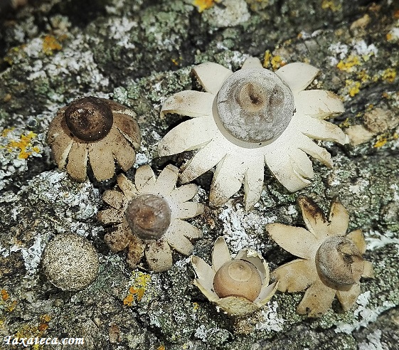 Geastrum benitoi Geastrum_benitoi