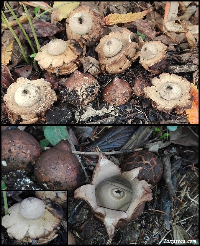 Geastrum triplex Geastrum_michelianum