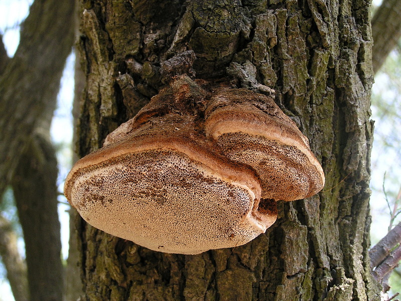 Inonotus tamaricis Inonotus_tamaricis