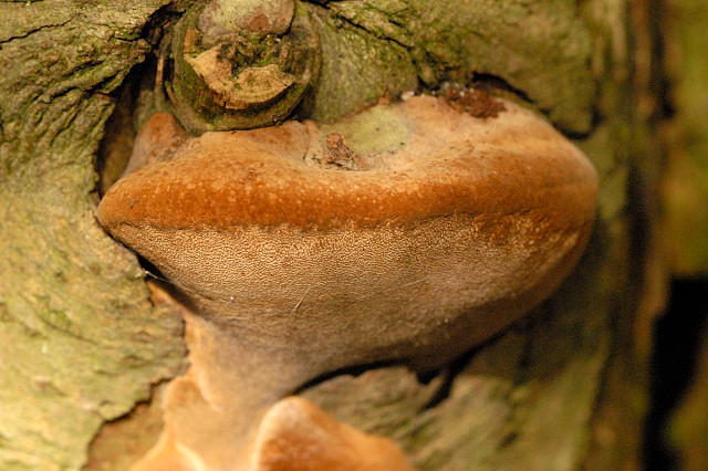 Phellinus pomaceus Phellinus_pomaceus