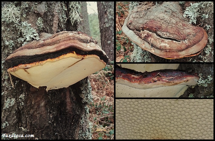 Fomitopsis pinicola Fomitopsis_pinicola