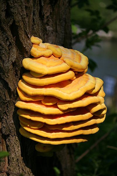 Laetiporus sulphureus Laetiporus_sulphureus2