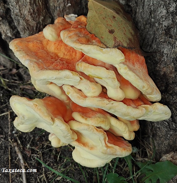 Laetiporus sulphureus Laetiporus_sulphureus3