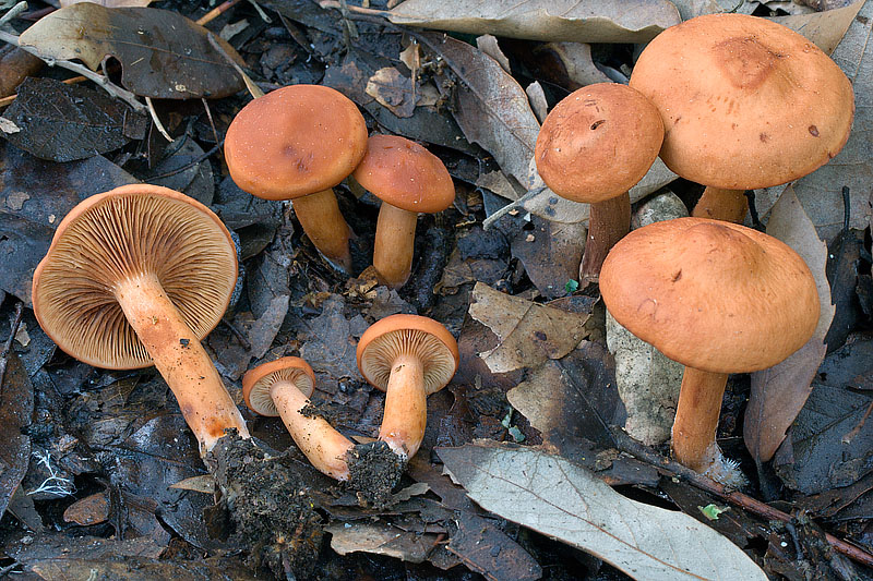 Lactarius atlanticus Lactarius_atlanticus