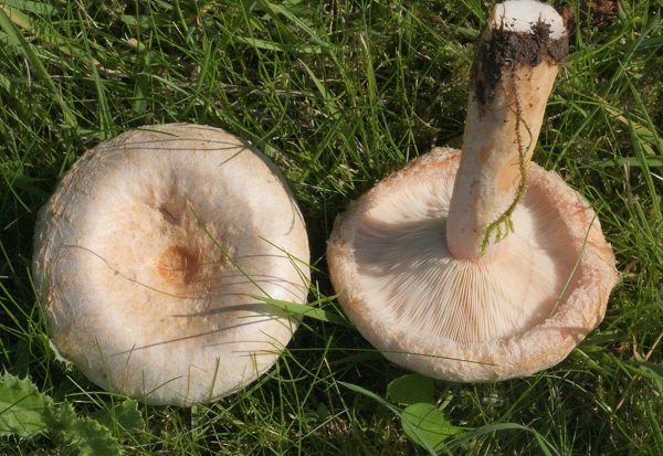 Lactarius pubescens Lactarius_pubescens2