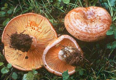 Lactarius sanguifluus Lactarius_sanguifluus2