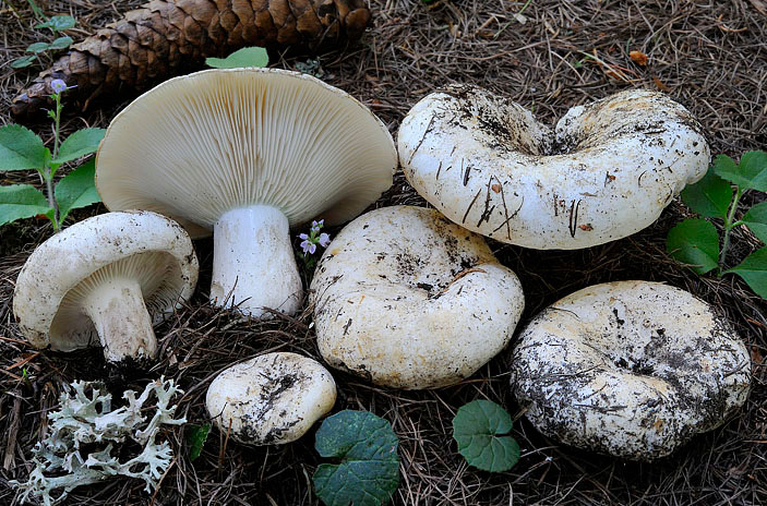 Russula chloroides Russula_chloroides