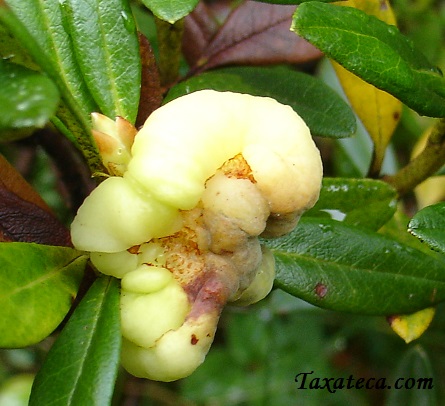 Exobasidium rhododendri  Exobasidium_rhododendri2