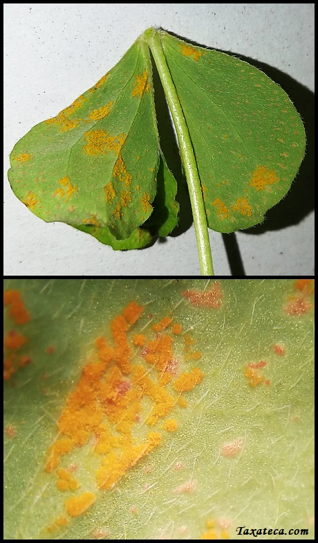 Puccinia oxalidis Puccinia_oxalidis