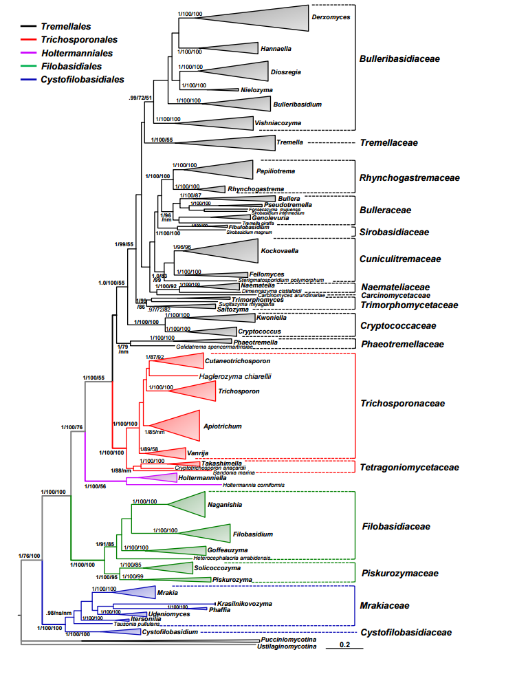 Naematelia aurantia Cladogram