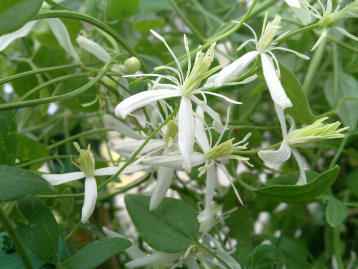 Clematis flammula Flammula%20big1