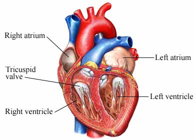   الحمى الروماتيزميه Anatomy_of_the_Heart