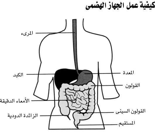 الحفاظ على الجهاز المناعي في حالة صحية للتخلص من السموم 3797