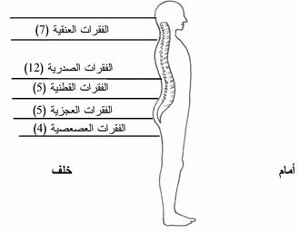 تشريح العنق - الرقبة 3941_004