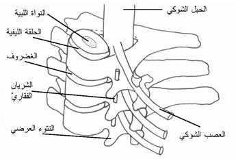 تشريح العنق - الرقبة 3941_006