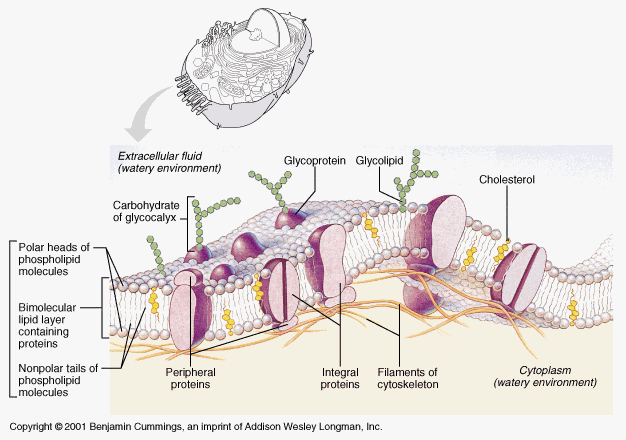 رحله فى جسم الانسان والشرح بالصور... Cell_Membrane