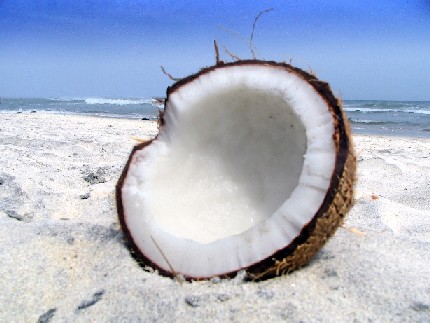  مغامرات عضو على جزيره مهجوره  Coconut