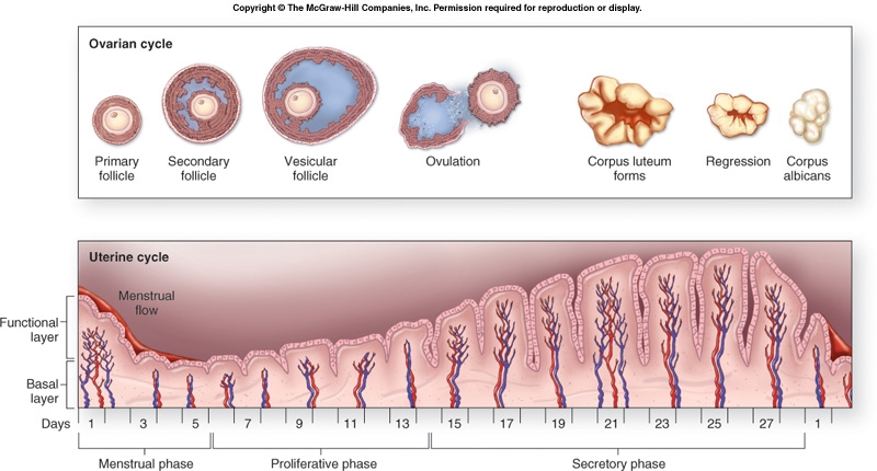  °ˆ~*¤®§(*§ الحمل والتبويض §*)§®¤*~ˆ° ملف شامل Hormonal_Changes_in_the_Female_Reproductive_System