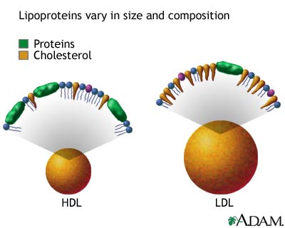 ماذا تعرف عن الكولسترول Lipoproteins