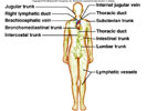 مكتبة صور طبيه Lymphatic_System_thumb