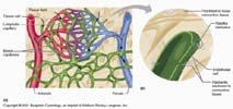  الجهاز المناعي - الجهاز الليمفاوي والغدة الدرقية  Lymphatic_Vessels_thumb