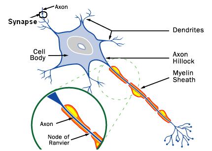  ملف كامل تشريح جسم الإنسان  Neurons