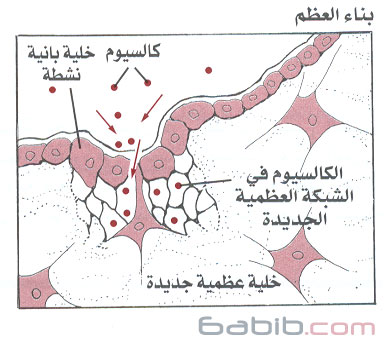 بناء العظم و ذوبان العظم بناء العظم و استقلاب العظم Bone Structure and Metabolism Osteoblasts