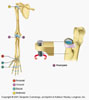   - Anatomy Pivot_Joints_thumb