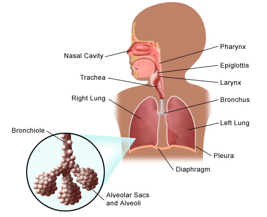 موسوعة صحة الطفل Pneumonia