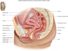 تركيب الخصية Testis . الميض ,  الاعضاء التناسلية عند المرأة  و عند الرجل  Structure_and_Function_of_the_Female_Reproductive_System_thumb