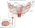 تركيب الخصية Testis . الميض ,  الاعضاء التناسلية عند المرأة  و عند الرجل  Uterine_Tubes_and_Uterus_thumb