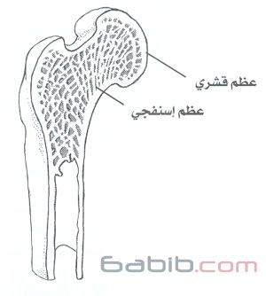 	 الموسوعة الطبية المصورة (هل تعلم كيف )؟  Cancellous_bone_and_cortical_bone