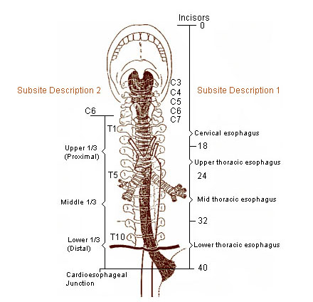   Esophagus المريء Esophagus