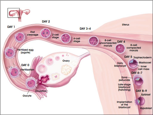 الأسبوعان الأول والثاني من الحمل: ما قبل الإخصاب و الإخصاب Fertilization