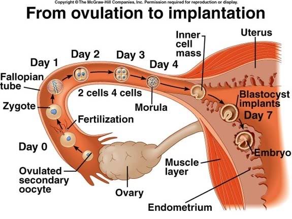 الأسبوعان الثالث والرابع من الحمل : الإنغراس و التخلق المبكر Implantation