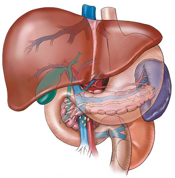 ‏الفشل الكبدي الحاد Liver