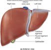 تشريح الكبد liver anatomy
