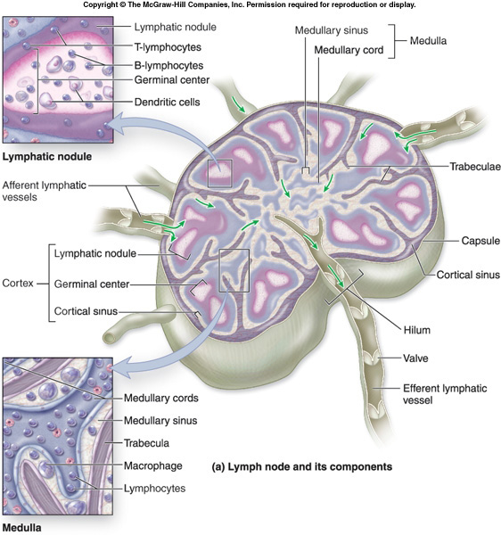 رحله فى جسم الانسان والشرح بالصور Lymph_node_and_its_components