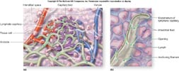  الجهاز المناعي - الجهاز الليمفاوي والغدة الدرقية  Lymphatic_capillaries_thumb