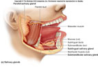 مكتبة صور طبيه Salivary_glands_thumb