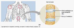   - Anatomy Symphysis_joint_thumb