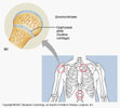  ملف كامل تشريح جسم الإنسان  Synchondrosis_joints_thumb