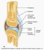 جميع اعضاء جسم الانسان ومهامها  بالصور والشرح كامل Synovial_joint_thumb