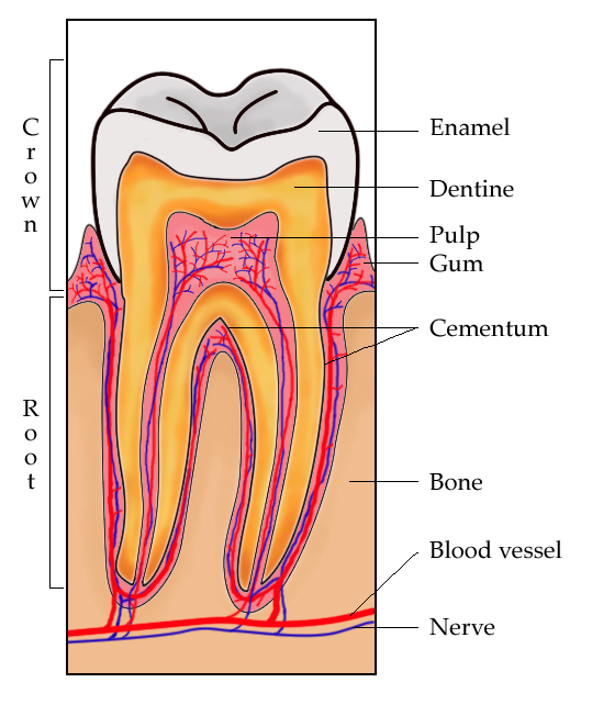 ملف كامل تشريح جسم الإنسان ,كل ما يتعلق بجسم الإنسان,معلومات طبيه هامه عن جسم الإنسان Teeth